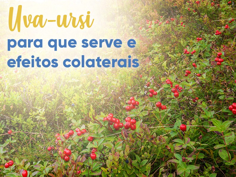 Uva Ursi: para que serve e efeitos colaterais